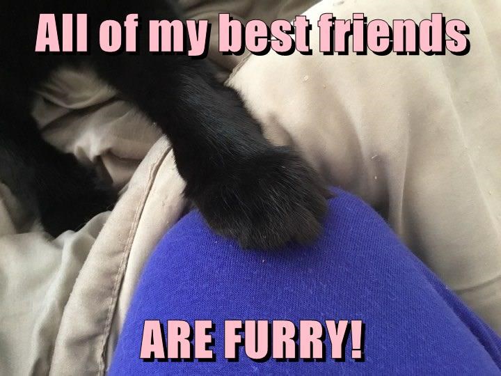 all-of-my-best-friends-are-furry