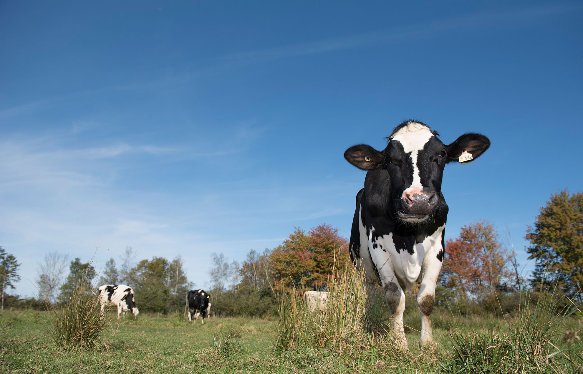 dairyfarmersofcanada.ca