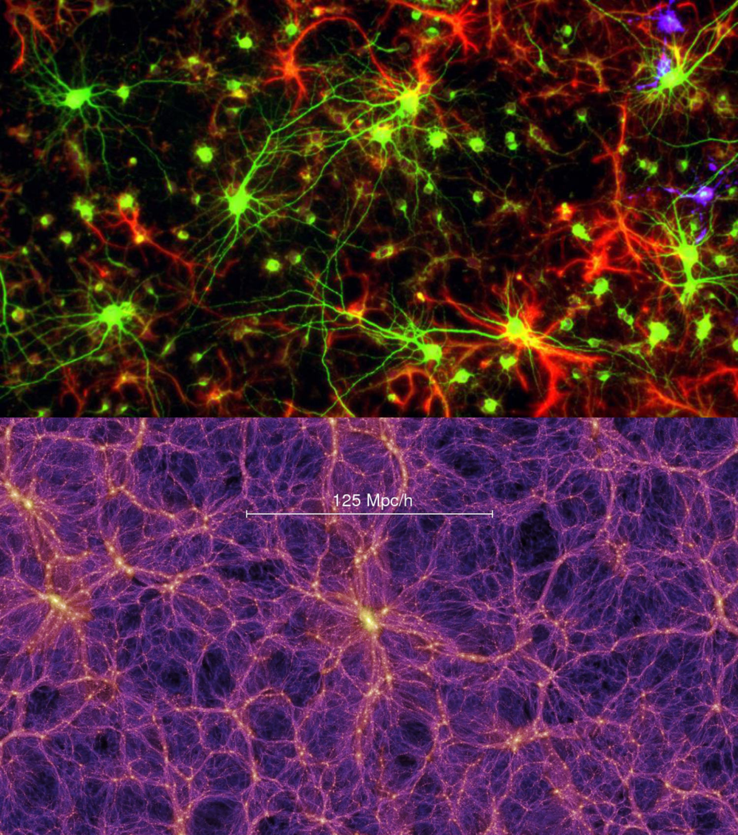 181627_image_9066e-Brain-Universe.jpg