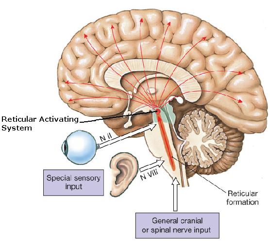 reticularactivatingsystem1b62e.jpeg_%3B