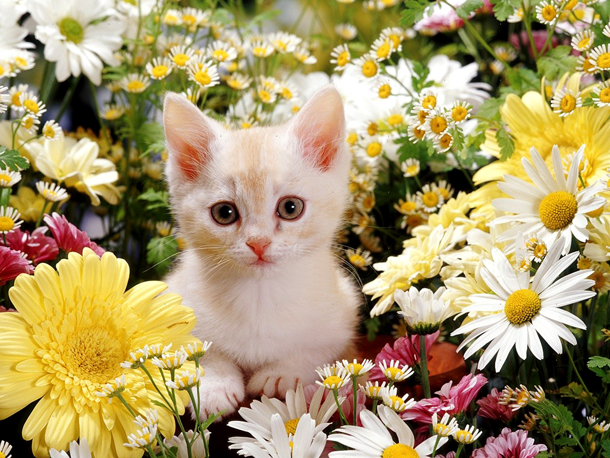 47-479768_cute-cat-wallpapers-kitten-wallpapers-cute-flower-wallpaper.jpg