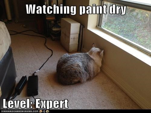watching-paint-dry