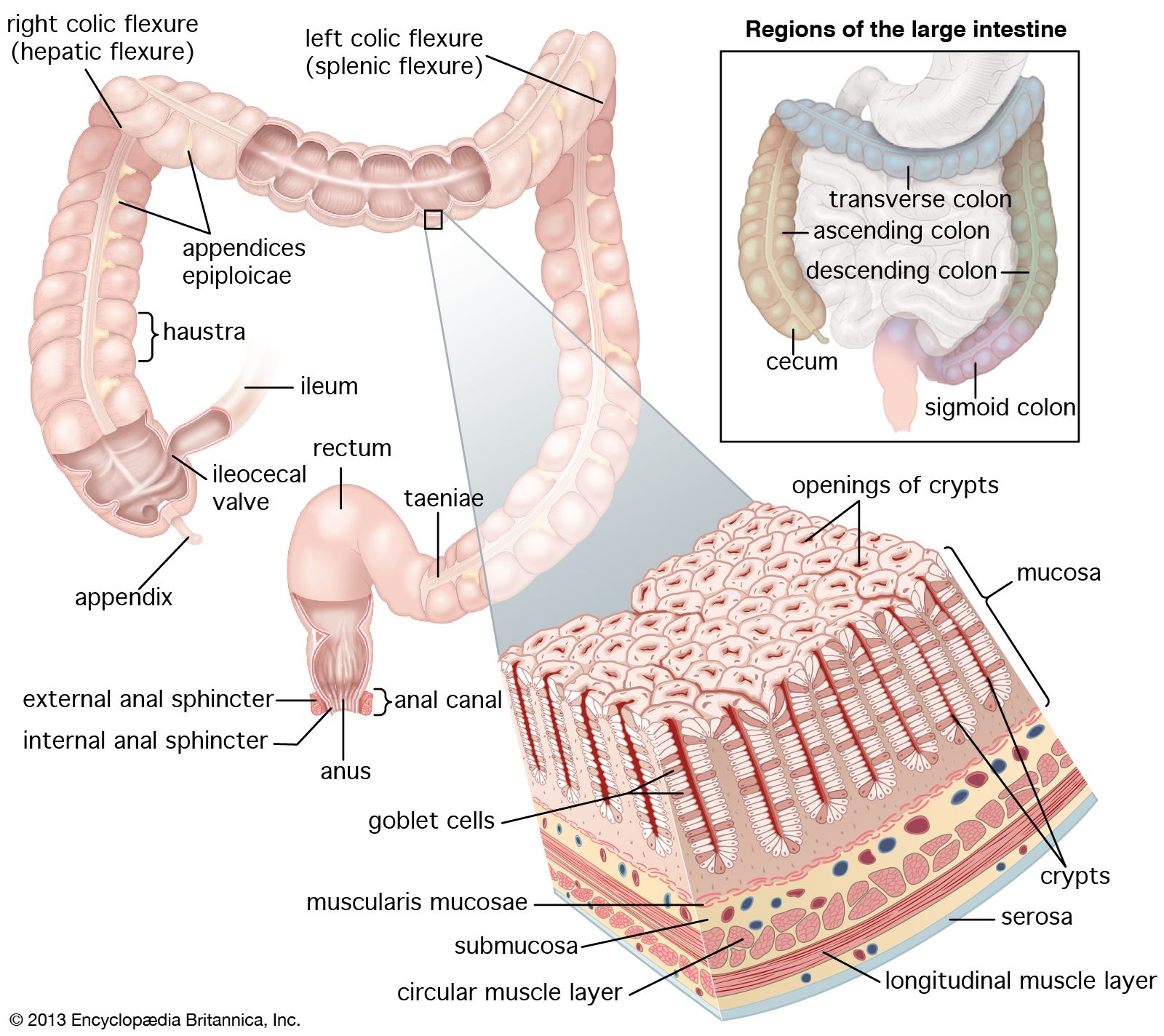 intestine-rectum-Structures-human-crypts-mucosa-anus.jpg