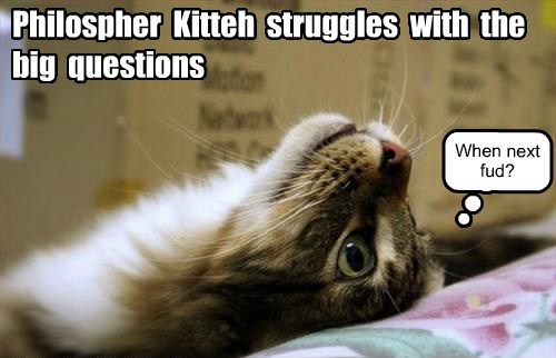 philospher-kitteh-struggles-with-the-big-questions