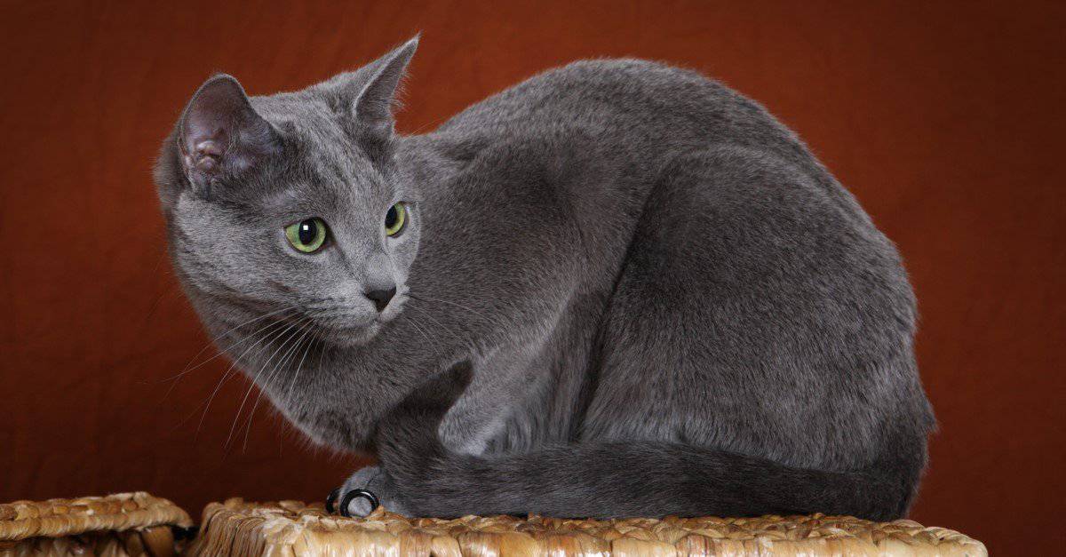 Russian-Blue-on-basket.jpg