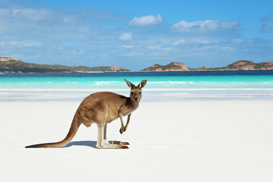 kangaroo-island.jpg