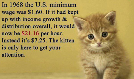 Minimum-Wage-Kitten.jpg