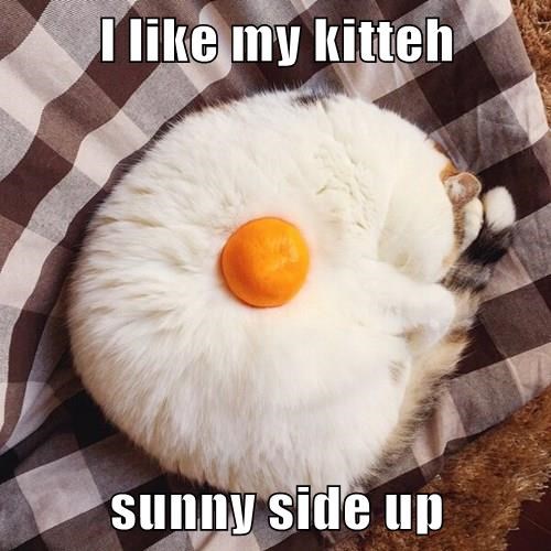 lolcats-are-now-available-for-brunch