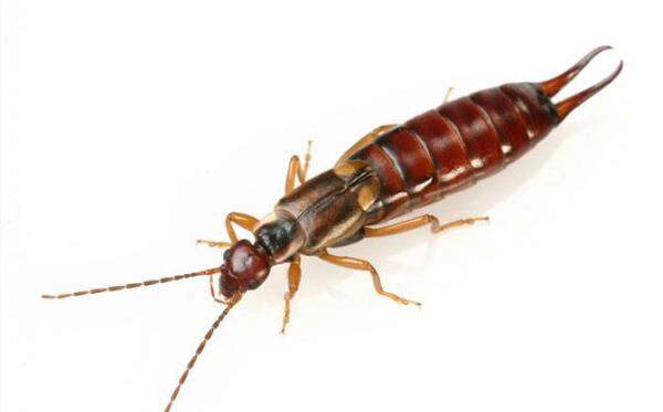 earwigs.jpg