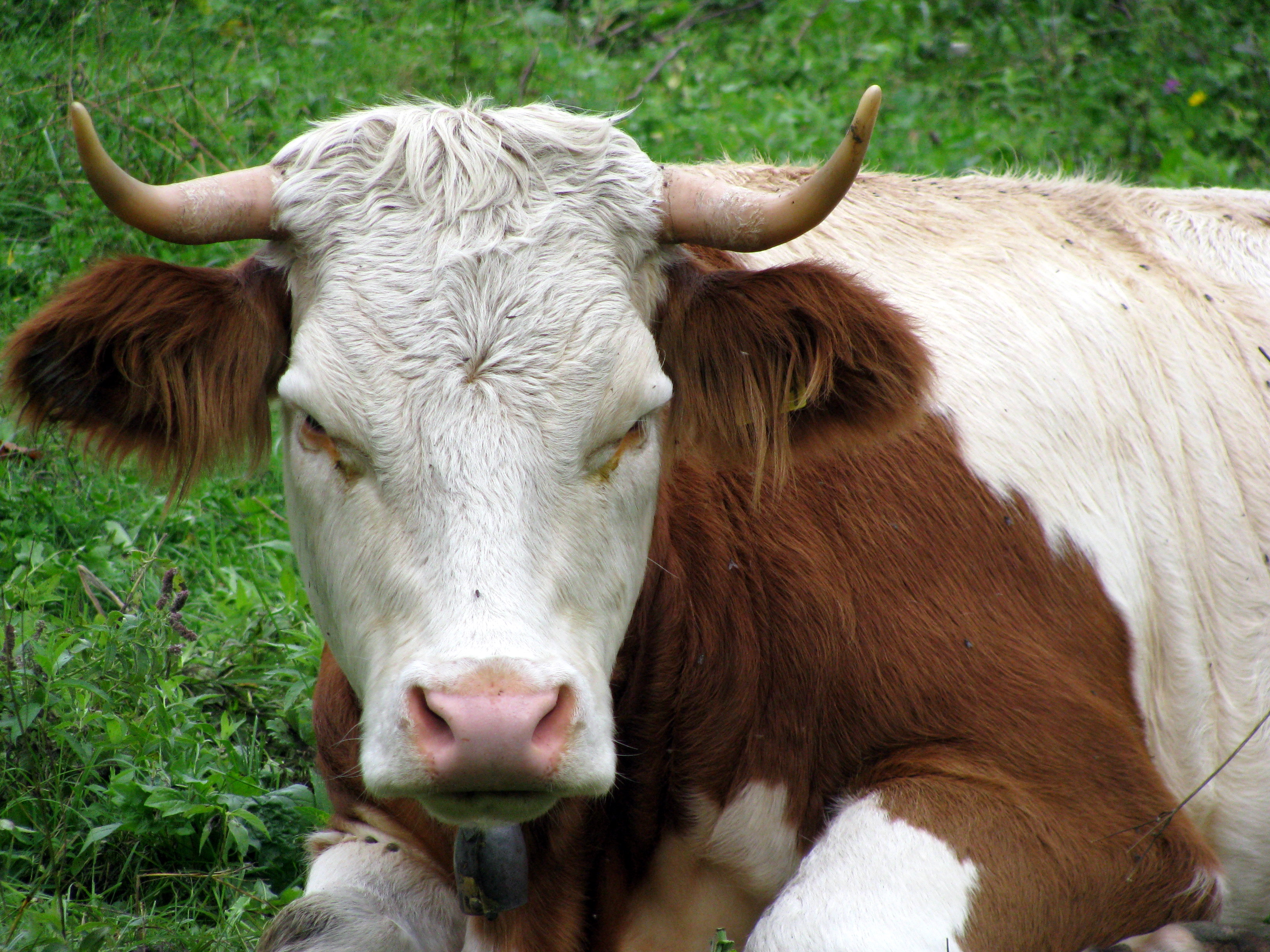 Angry_Cow%2C_Slovenia_%282893441048%29.jpg