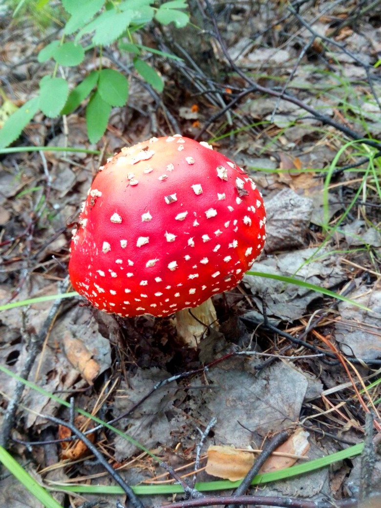 Amanita_muscaria._Eastern_Siberia.jpg