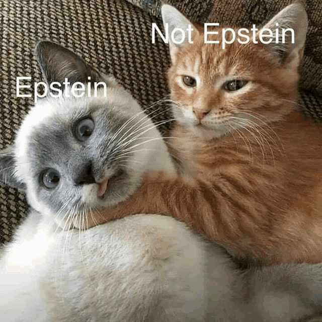 tenor.gif