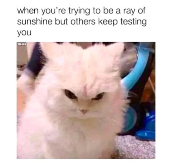 funnny-cat-memes-10-1-24-19.jpg