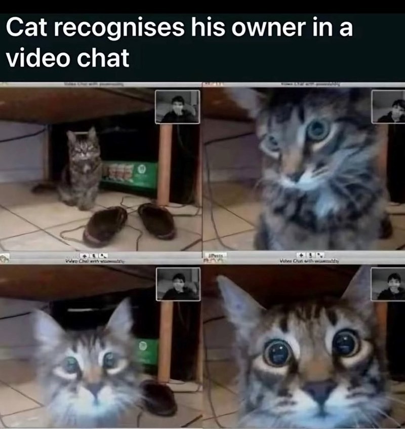 cat-recognises-his-owner-video-chat-vaches-cus-with