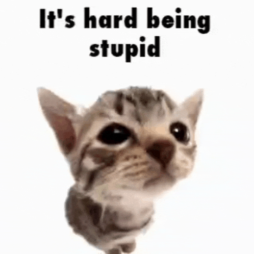 stupid-cat.gif