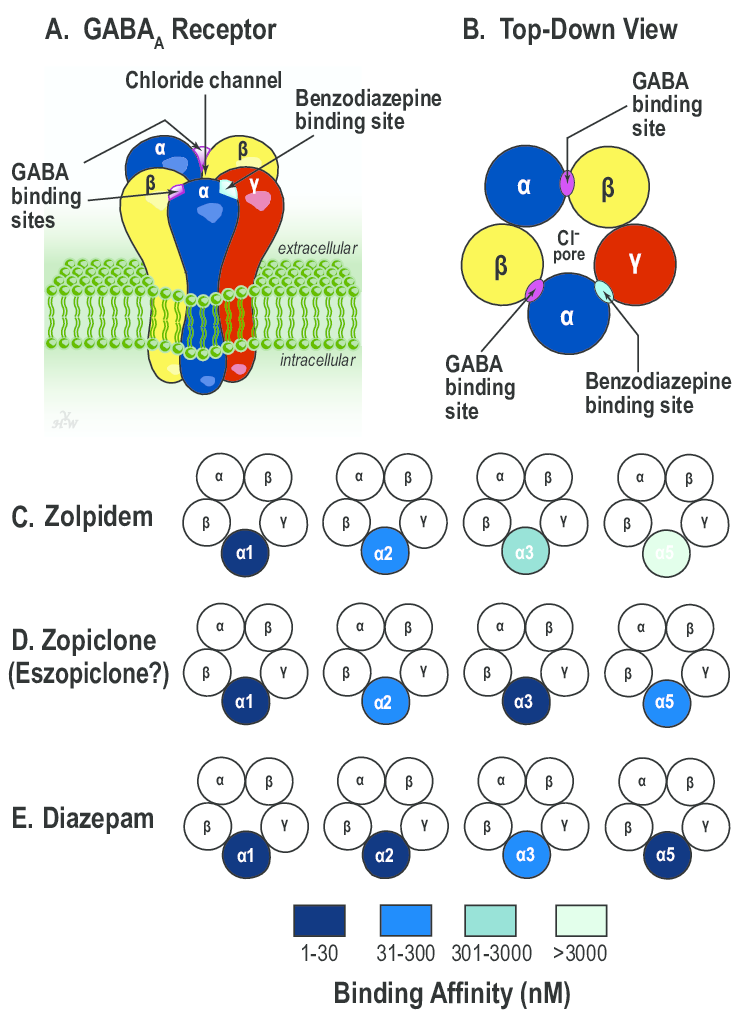 Schematic-views-of-the-GABA-A-receptor-and-subunit-binding-affinities-A-The-pentameric.png
