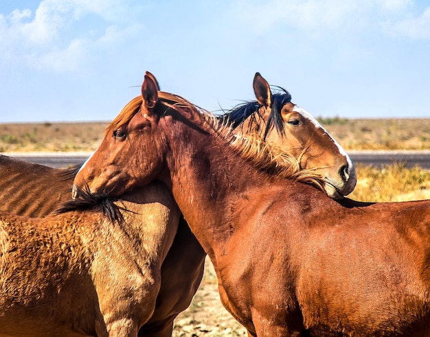 horses-hugging-steppe-near-road_811250-11451.jpg