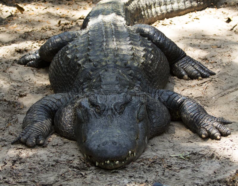 fat-alligator-ground-laying-87753091.jpg