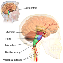 220px-Blausen_0114_BrainstemAnatomy.png