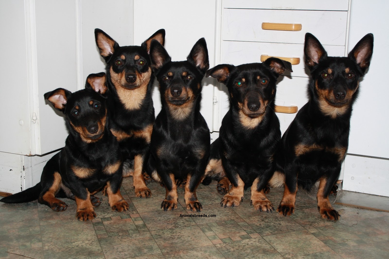 Lancashire-Heeler-5.jpg