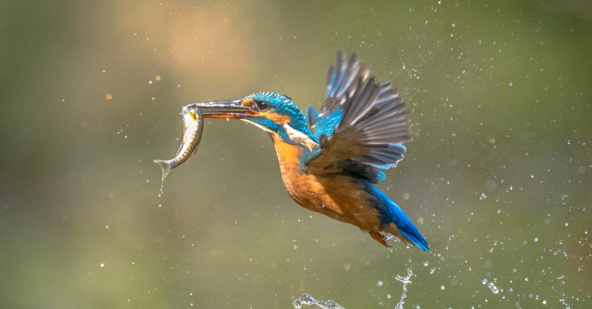 kingfisher-1.jpg