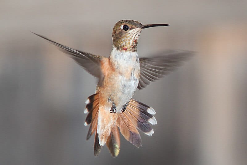 rufous-hummingbird.jpg