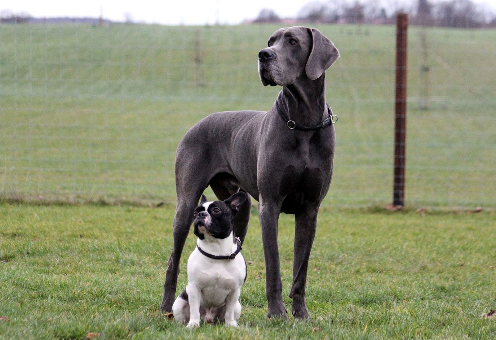 Great-Dane-compared-French-Bulldog.jpg