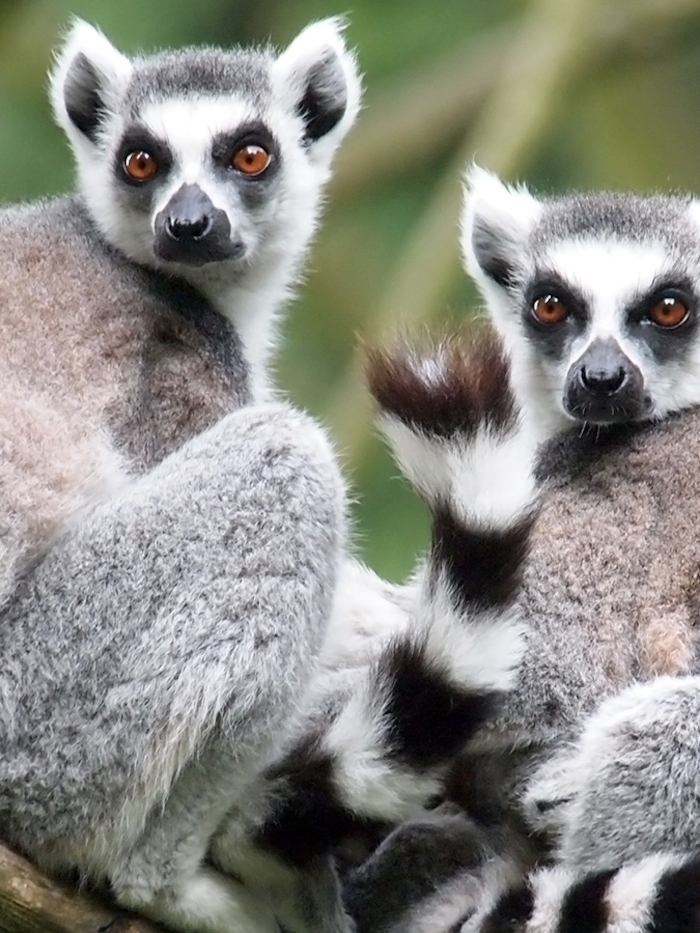 ring-tailed-lemur-pair_3x4.jpg