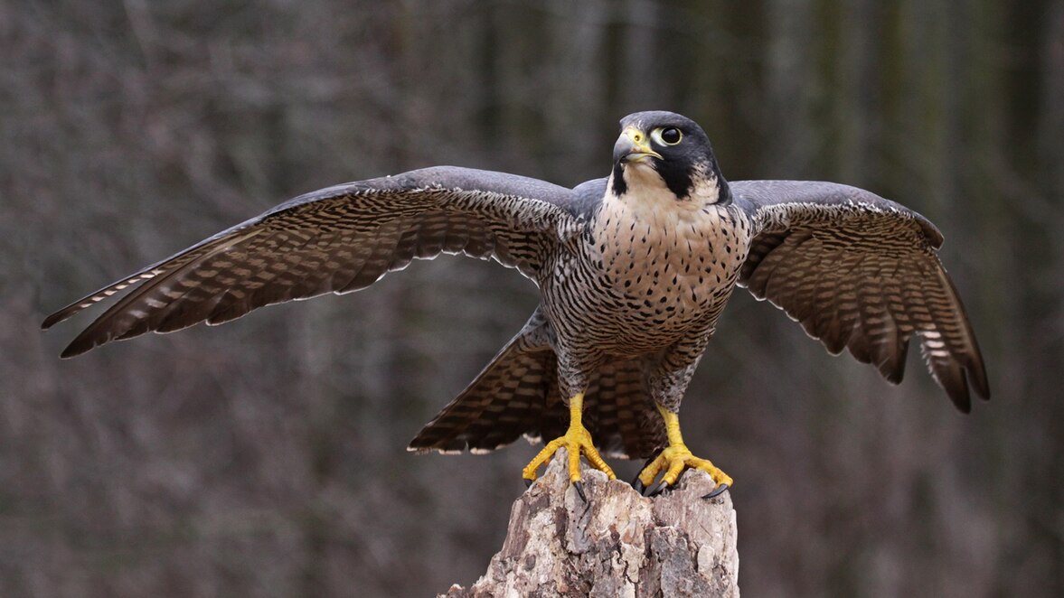peregrine-falcon-wings-extended.jpg
