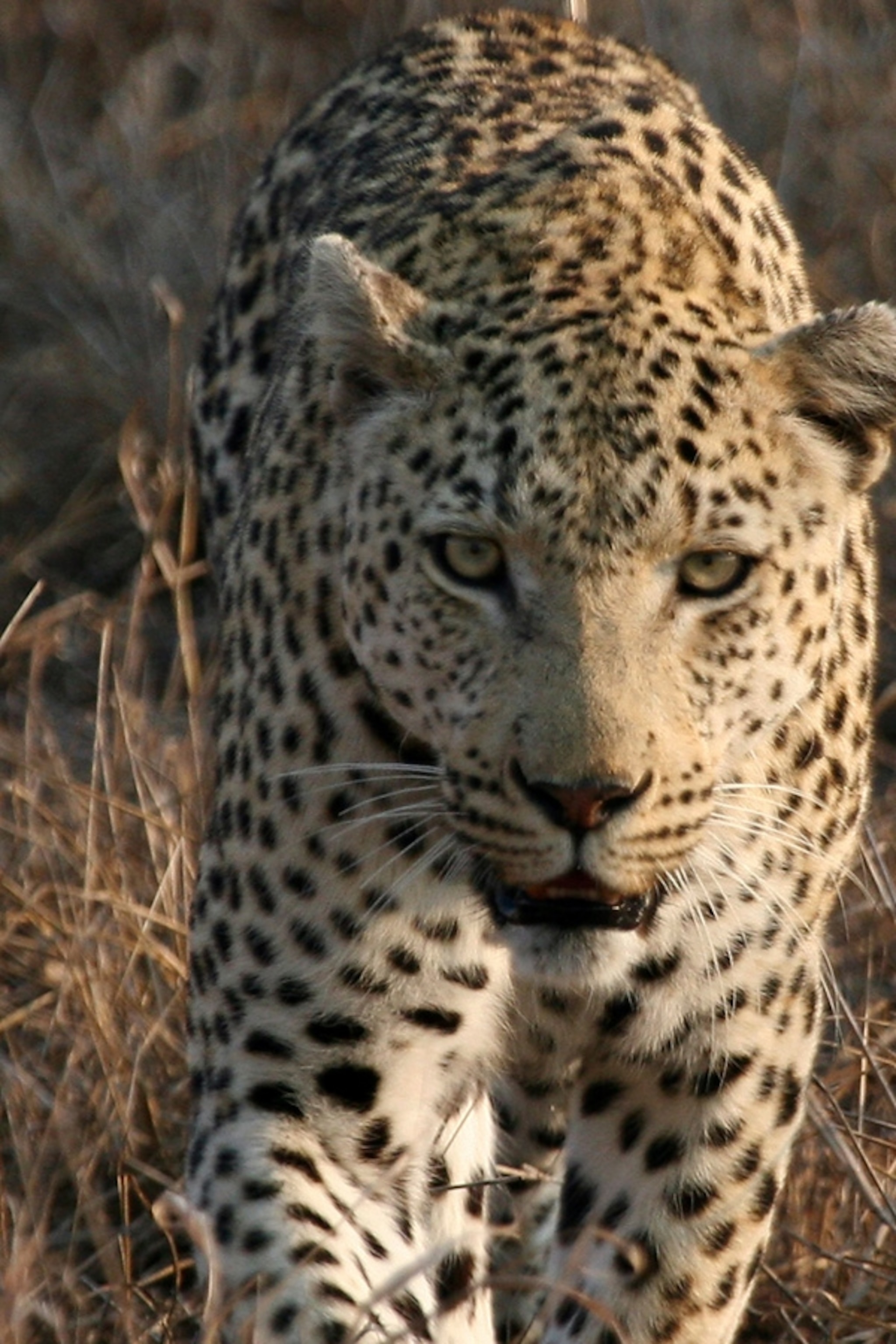 leopard-closeup_2x3.jpg
