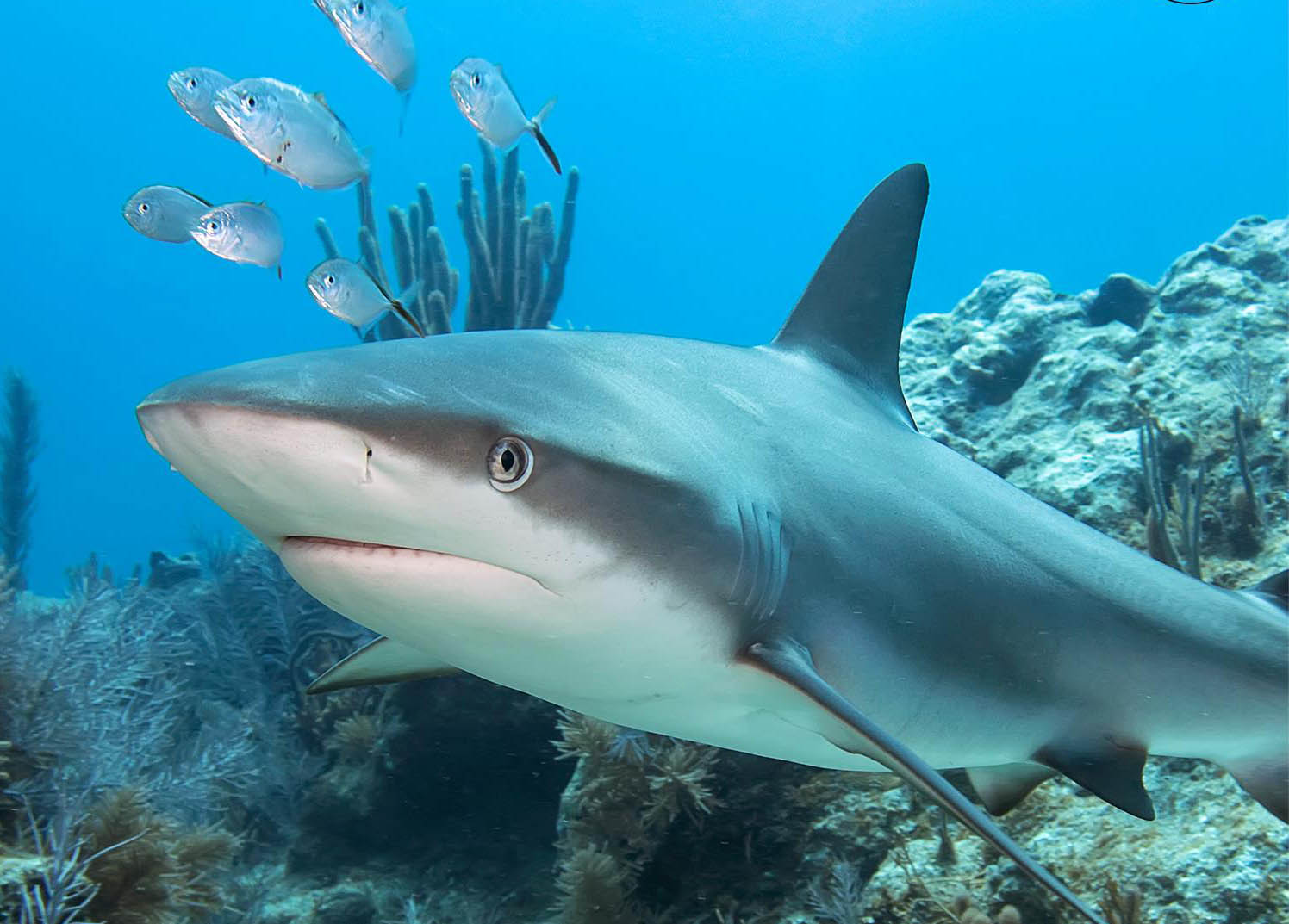Caribbean-Reef-Shark-Image.jpg