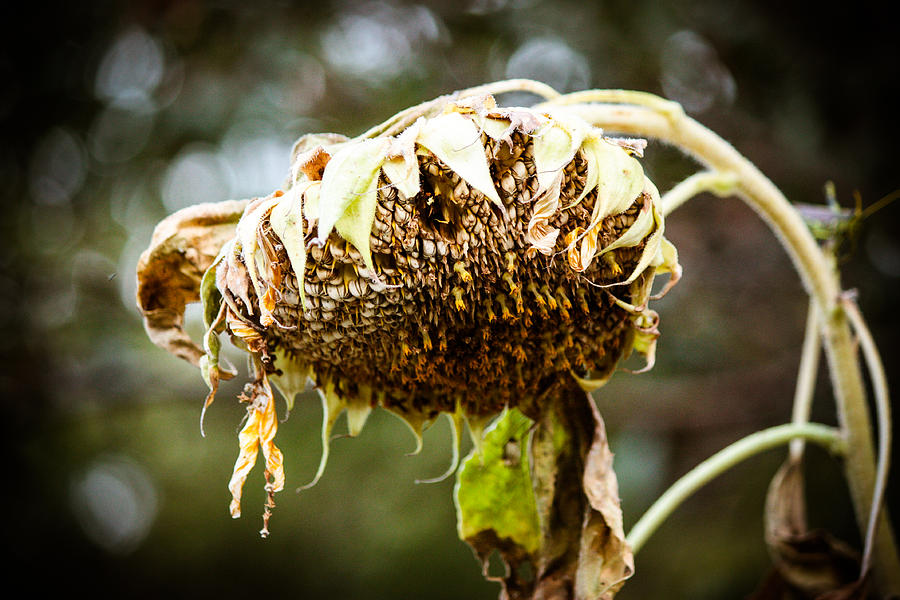 1-wilted-sunflower-jeffrey-osburn.jpg