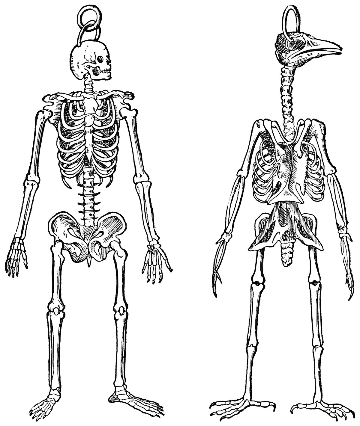 1897-ManBirdSkeletons.jpg
