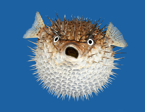 blow-fish-frontal-view-picture-id149081471