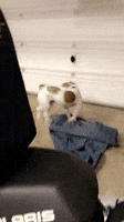 Zoomies Spinning GIF by Impact Dog Crates Zoomies Spinning GIF by Impact Dog Crates