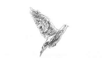 flying black and white GIF flying black and white GIF