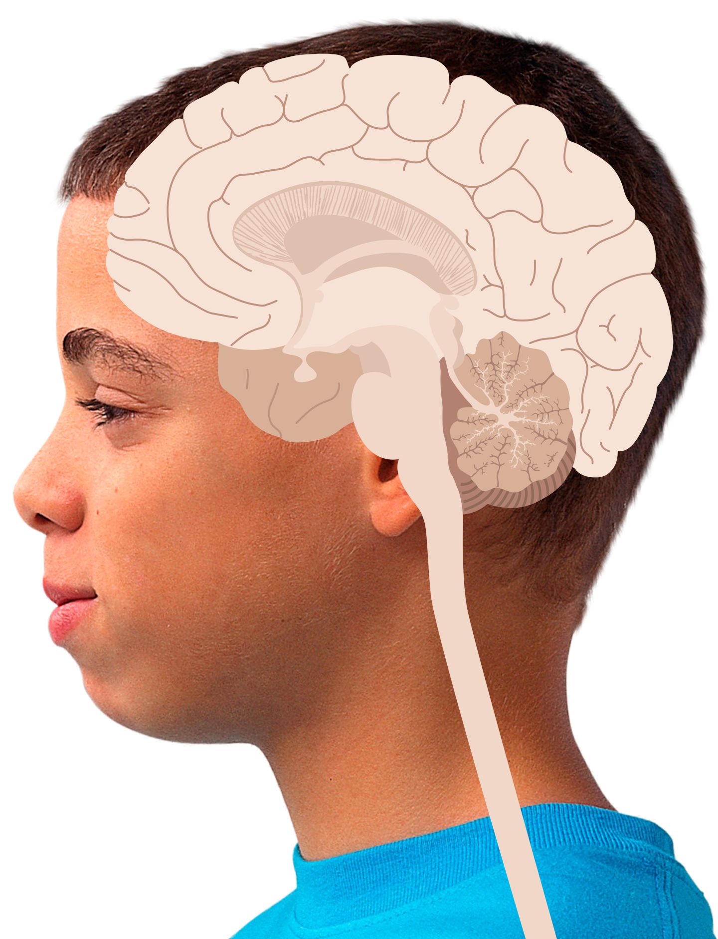 Find_Out_Nerves_ProgC305_en2pxr.jpg