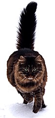 112px-Maine_Coon_cat_by_Tomitheos.JPG