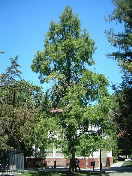 440px-SJSU_Dawn_Redwood.JPG