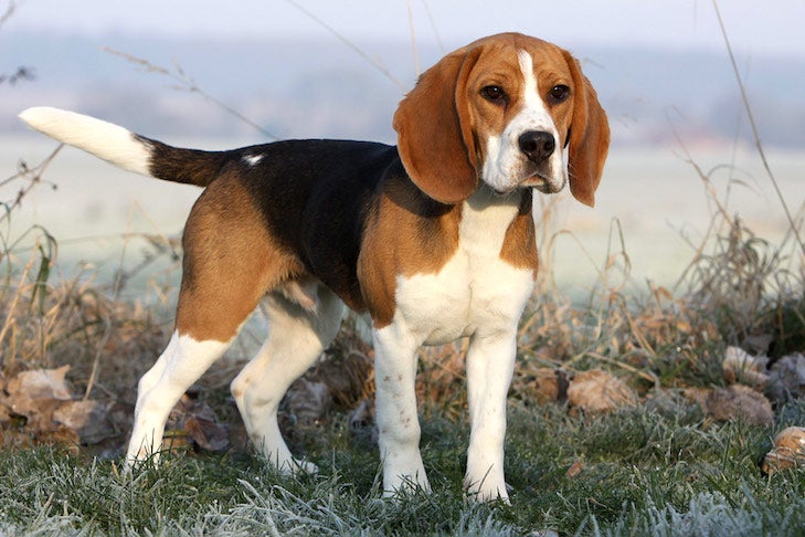 Beagle-standing-in-a-frosty-field-on-a-cold-morning.jpg