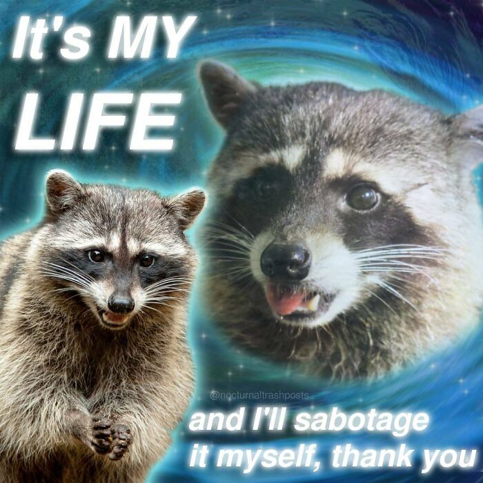 raccoon-memes-instagram-624aea35d8734__700.jpg